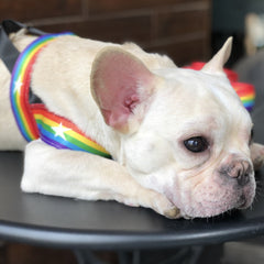 Rainbow cool dog chain dog leash